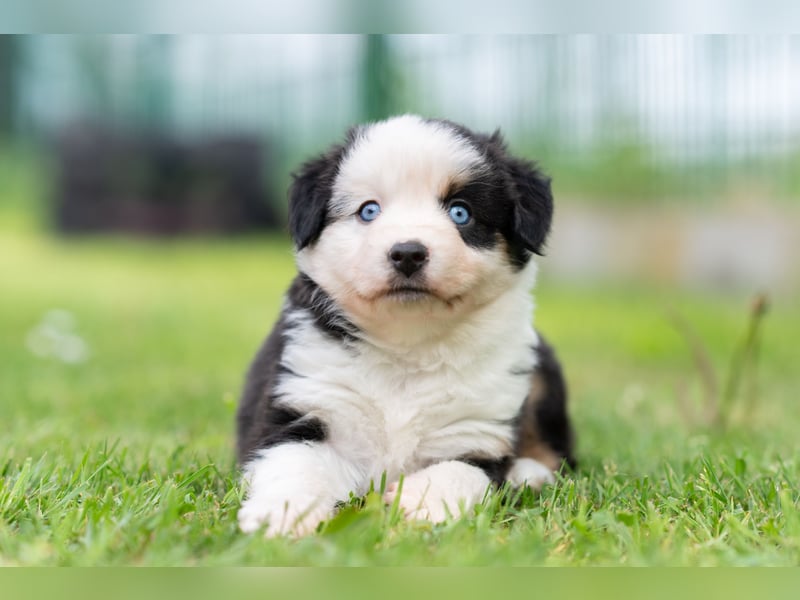 Wunderschöne black tri Mini Aussie Hündin mit blauen Augen