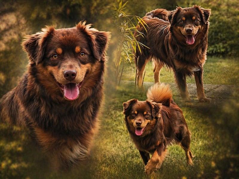 Mini Australian Shepherd Deckrüde, Toy Aussie, Mini Aussie, Red Tri