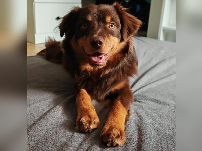 Mini Australian Shepherd Deckrüde, Toy Aussie, Mini Aussie, Red Tri