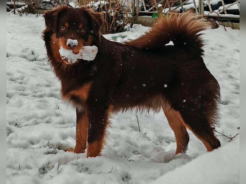 Mini Australian Shepherd Deckrüde, Toy Aussie, Mini Aussie, Red Tri