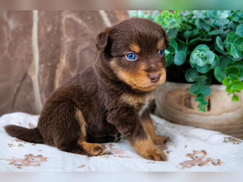 Mini Australian Shepherd Deckrüde, Toy Aussie, Mini Aussie, Red Tri