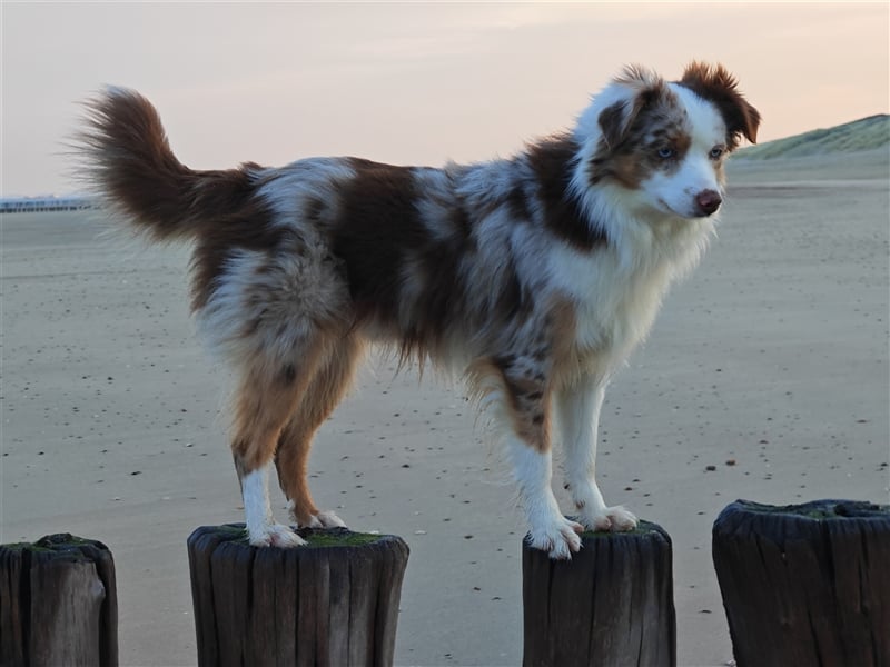 Mini Aussie Deckrüde, 36 cm, red merle, blaue Augen, Toy Australian Shepherd
