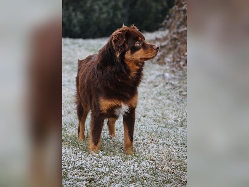 Mini Australian Shepherd Deckrüde, Toy Aussie, Mini Aussie, Red Tri