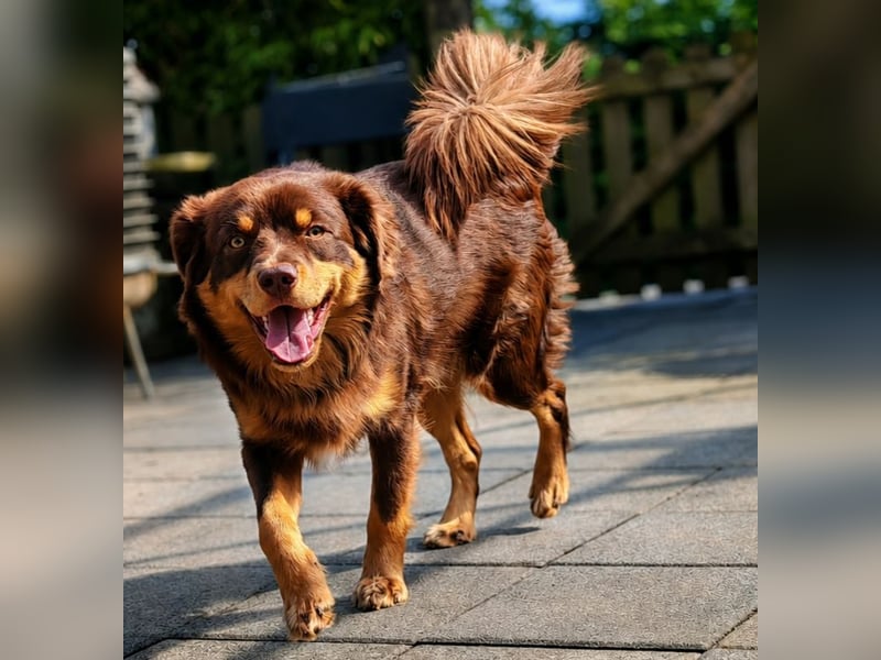 Mini Australian Shepherd Deckrüde, Toy Aussie, Mini Aussie, Red Tri