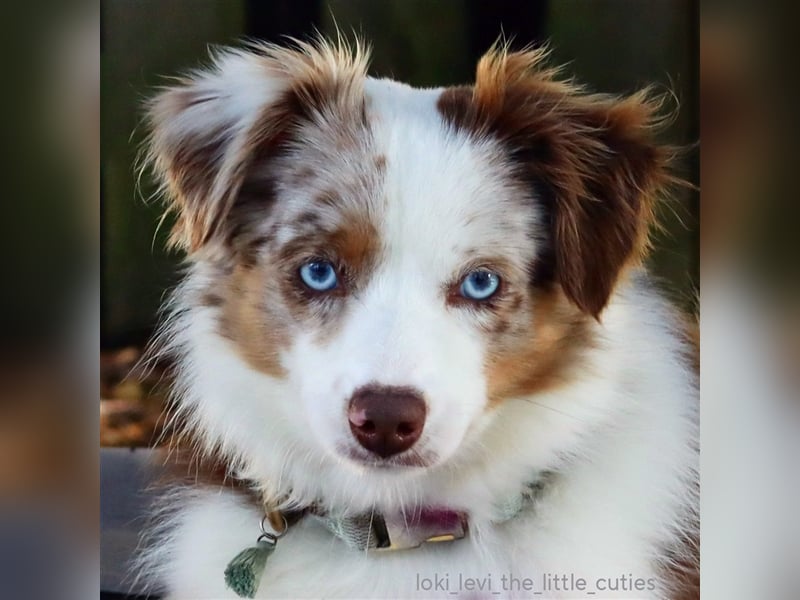 Mini Aussie Deckrüde, 36 cm, red merle, blaue Augen, Toy Australian Shepherd