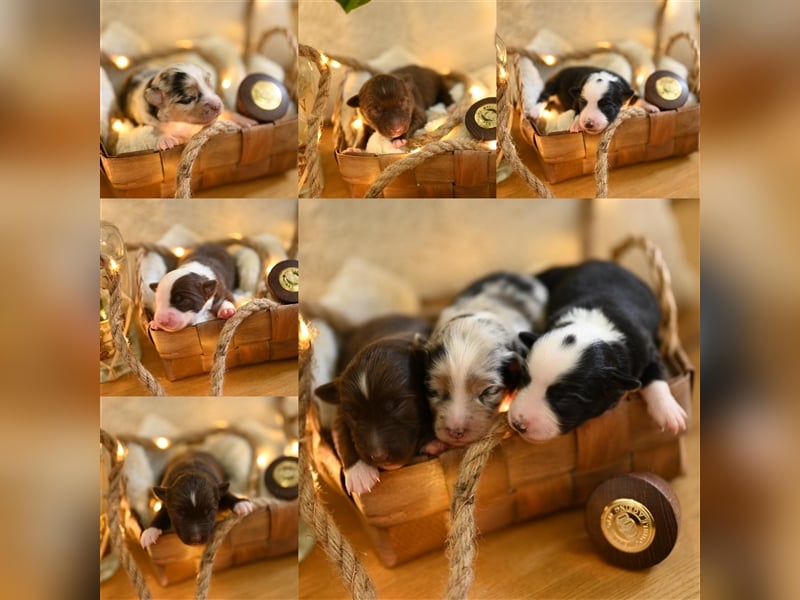 Mini Aussie Deckrüde, 36 cm, red merle, blaue Augen, Toy Australian Shepherd