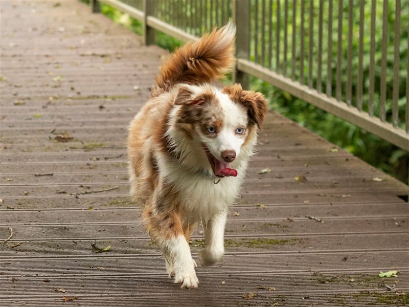 Mini Aussie Deckrüde, 36 cm, red merle, blaue Augen, Toy Australian Shepherd