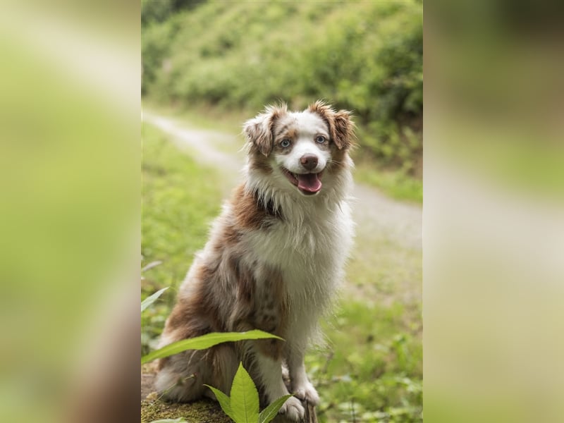 Mini Aussie Deckrüde, 36 cm, red merle, blaue Augen, Toy Australian Shepherd