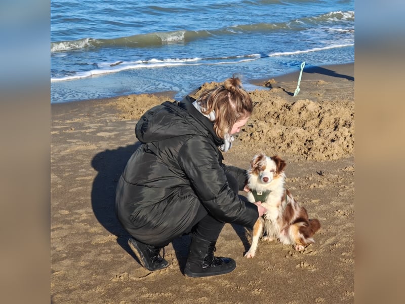Mini Aussie Deckrüde, 36 cm, red merle, blaue Augen, Toy Australian Shepherd