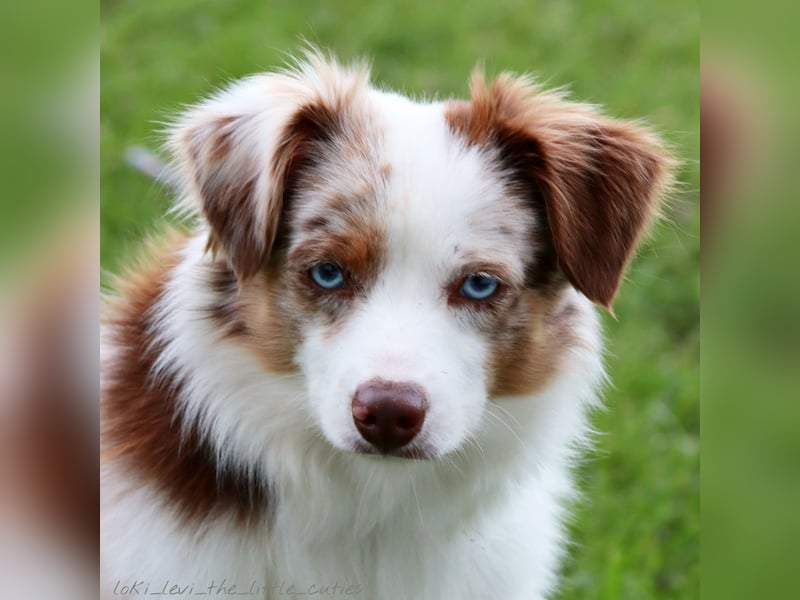 Mini Aussie Deckrüde, 36 cm, red merle, blaue Augen, Toy Australian Shepherd