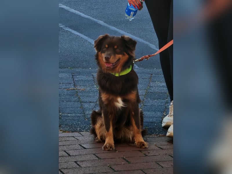 Mini Australian Shepherd Deckrüde, Toy Aussie, Mini Aussie, Red Tri