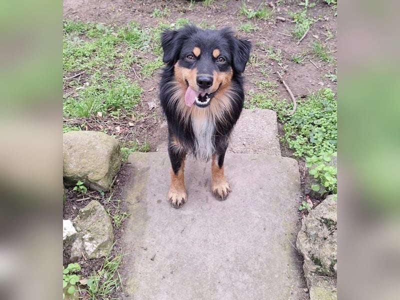 Deckrüde!!! Miniature Australian Shepherd Deckrüde USA Import