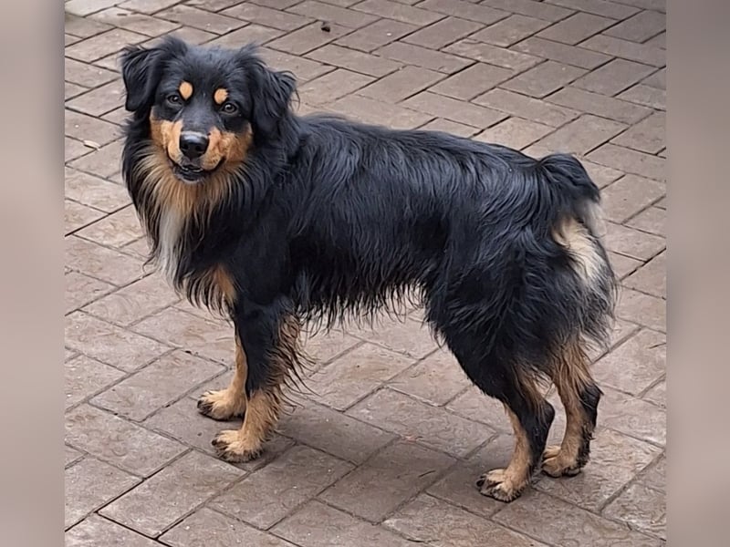 Deckrüde!!! Miniature Australian Shepherd Deckrüde USA Import