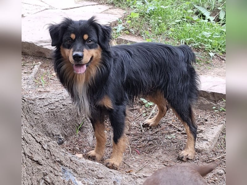 Deckrüde!!! Miniature Australian Shepherd Deckrüde USA Import