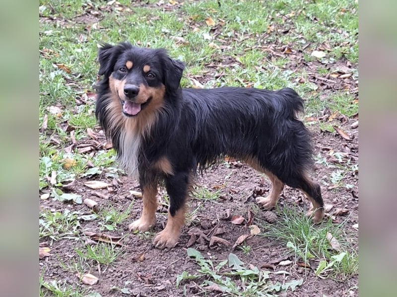 Deckrüde!!! Miniature Australian Shepherd Deckrüde USA Import