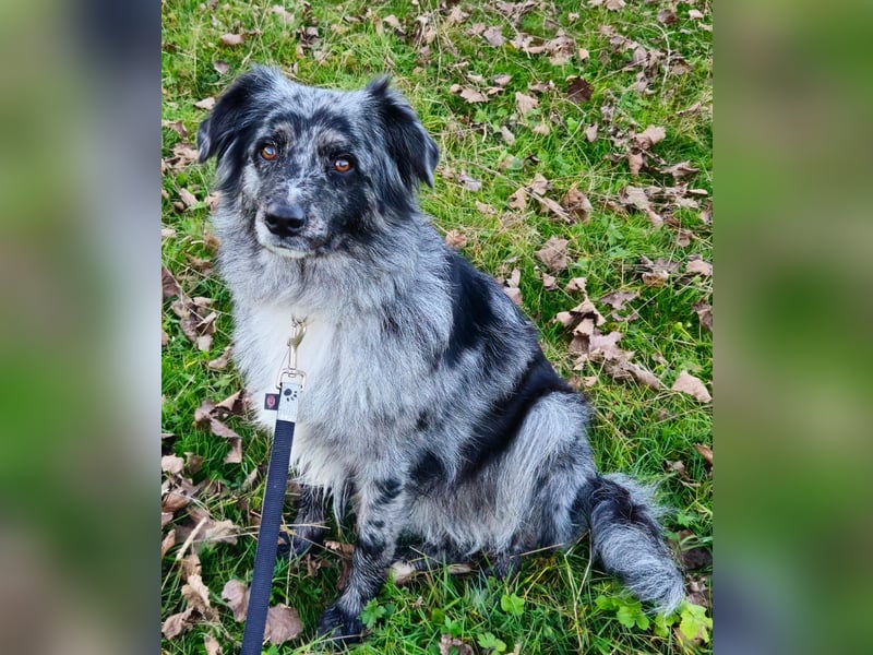 Miniature Australian Shepherd Welpen mit Papieren