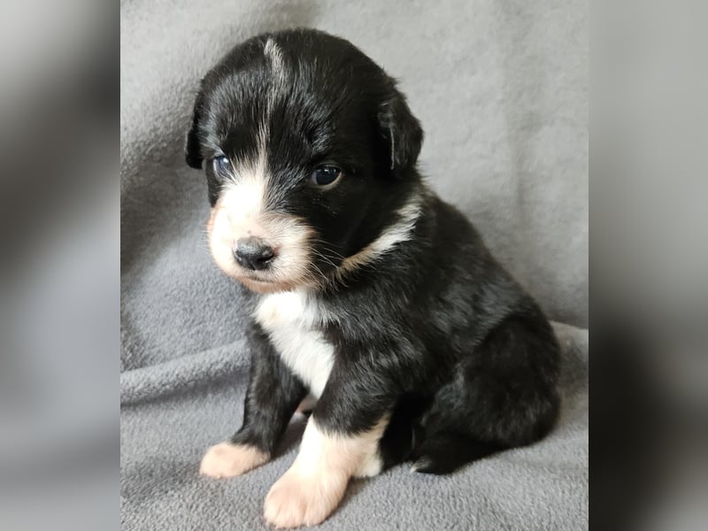 Miniature Australian Shepherd Welpen mit Papieren