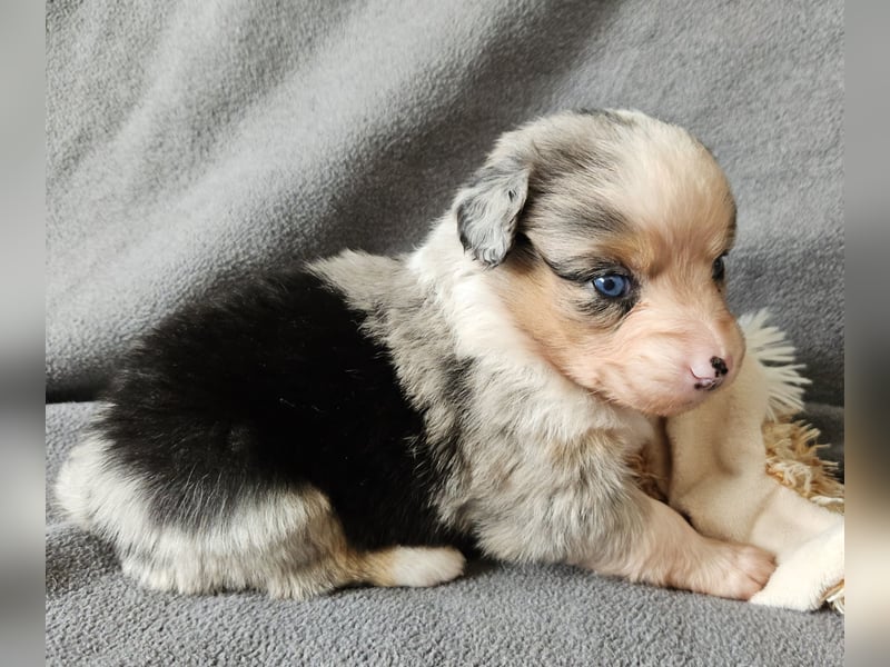 Miniature Australian Shepherd Welpen mit Papieren