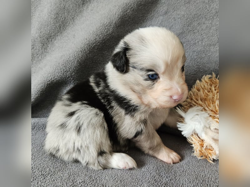 Miniature Australian Shepherd Welpen mit Papieren