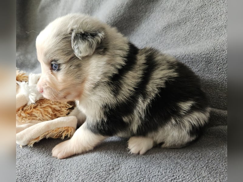 Miniature Australian Shepherd Welpen mit Papieren