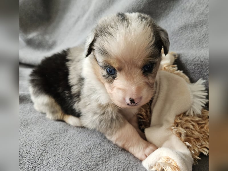 Miniature Australian Shepherd Welpen mit Papieren