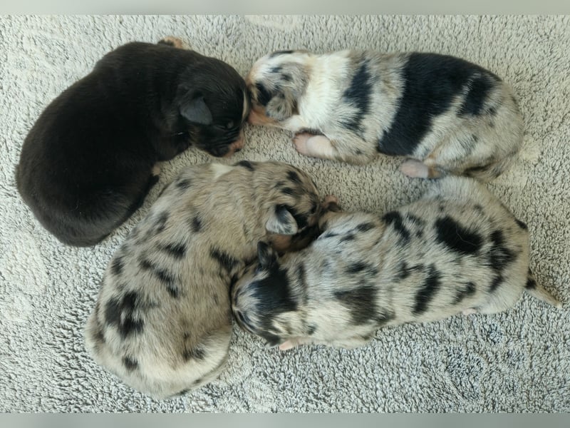 Miniature Australian Shepherd Welpen mit Papieren