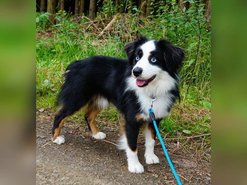Miniature Australian Shepherd Welpen mit Papieren