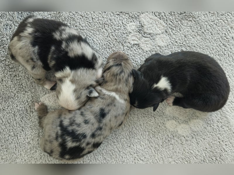 Miniature Australian Shepherd Welpen mit Papieren