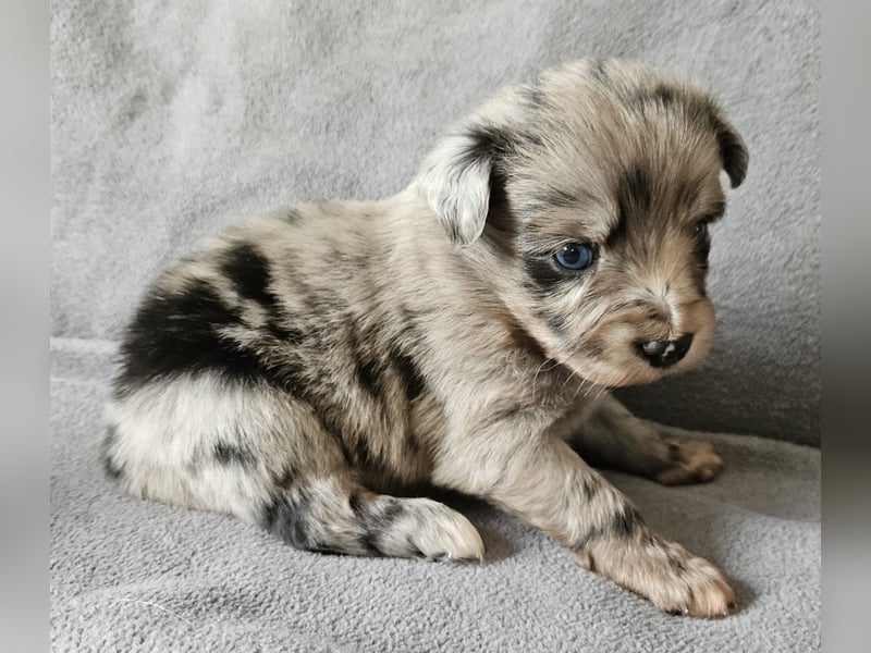 Miniature Australian Shepherd Welpen mit Papieren