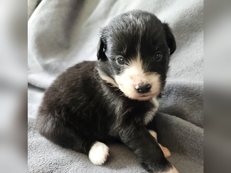 Miniature Australian Shepherd Welpen mit Papieren