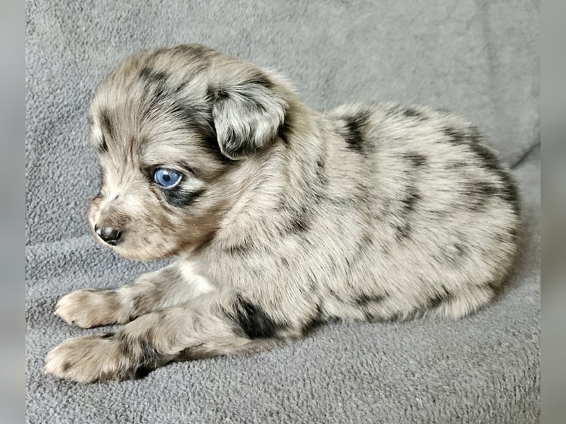 Miniature Australian Shepherd Welpen mit Papieren
