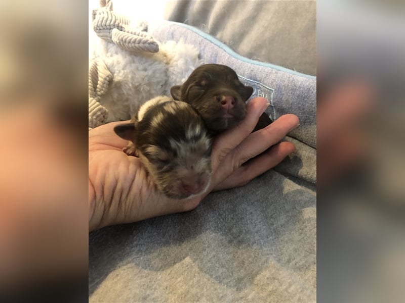 Toy Australian Shepherd erfahrener Deckrüde ASDR 35 cm reine Toy Linie  Australian Shepherd