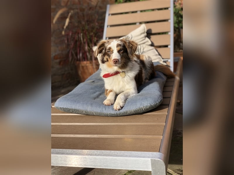 Toy Australian Shepherd erfahrener Deckrüde ASDR 35 cm reine Toy Linie  Australian Shepherd