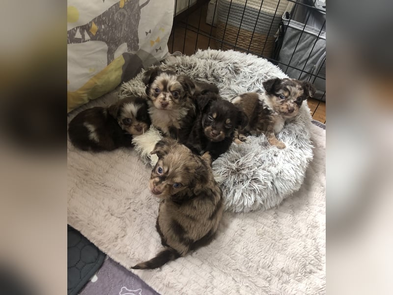 Toy Australian Shepherd erfahrener Deckrüde ASDR 35 cm reine Toy Linie  Australian Shepherd