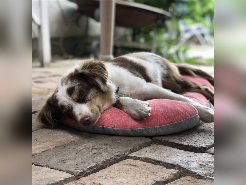 Toy Australian Shepherd erfahrener Deckrüde ASDR 35 cm reine Toy Linie  Australian Shepherd