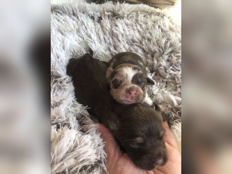 Toy Australian Shepherd erfahrener Deckrüde ASDR 35 cm reine Toy Linie  Australian Shepherd