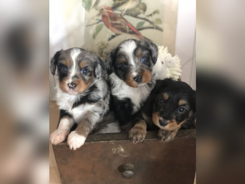 Toy Australian Shepherd erfahrener Deckrüde ASDR 35 cm reine Toy Linie  Australian Shepherd