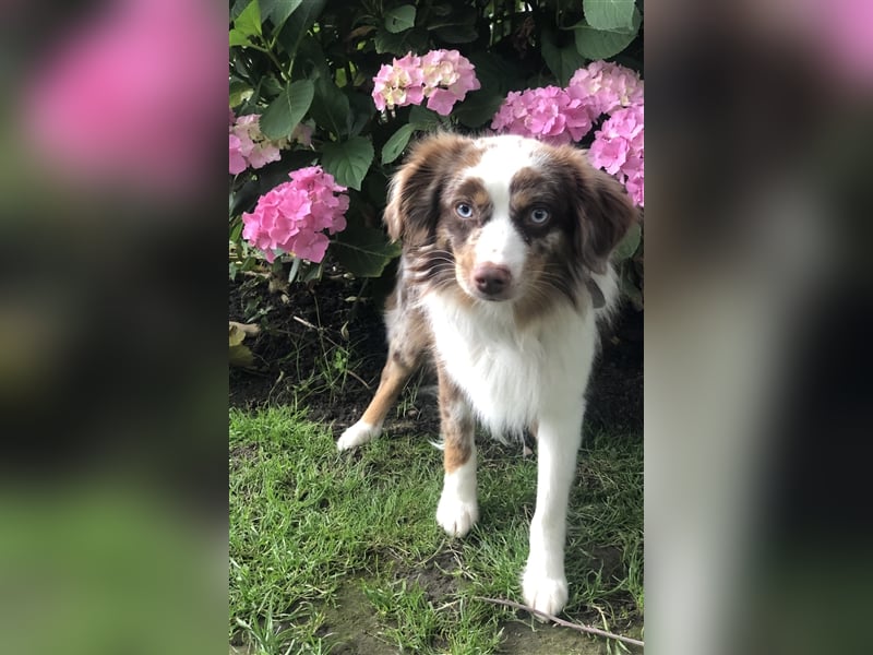 Toy Australian Shepherd erfahrener Deckrüde ASDR 35 cm reine Toy Linie  Australian Shepherd