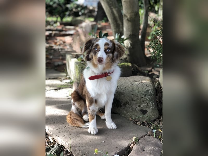 Toy Australian Shepherd erfahrener Deckrüde ASDR 35 cm reine Toy Linie  Australian Shepherd