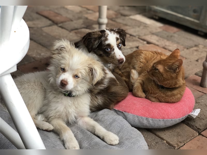 Toy Australian Shepherd erfahrener Deckrüde ASDR 35 cm reine Toy Linie  Australian Shepherd