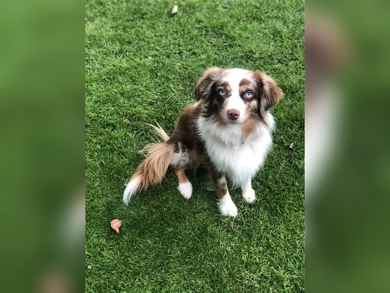 Toy Australian Shepherd erfahrener Deckrüde ASDR 35 cm reine Toy Linie  Australian Shepherd