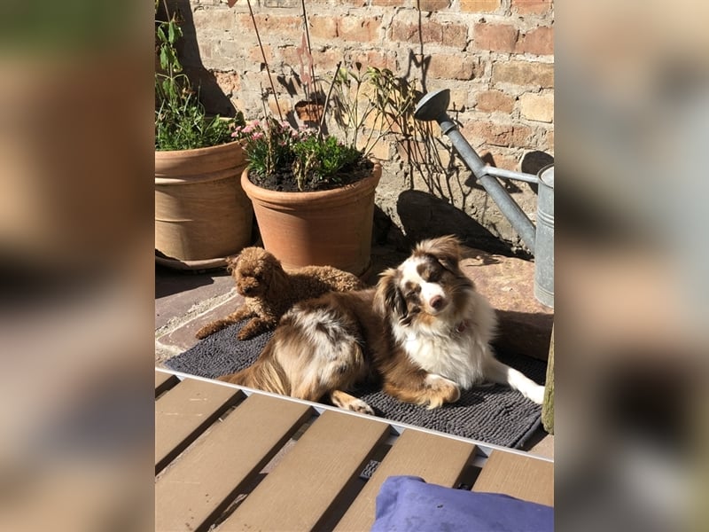 Toy Australian Shepherd erfahrener Deckrüde ASDR 35 cm reine Toy Linie  Australian Shepherd