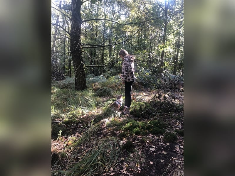 Toy Australian Shepherd erfahrener Deckrüde ASDR 35 cm reine Toy Linie  Australian Shepherd