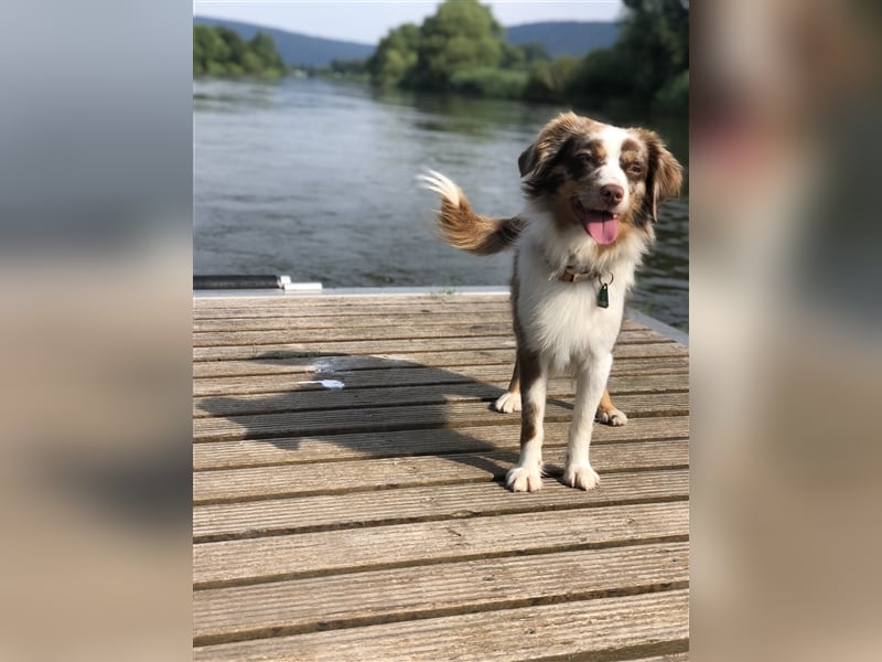 Toy Australian Shepherd erfahrener Deckrüde ASDR 35 cm reine Toy Linie  Australian Shepherd