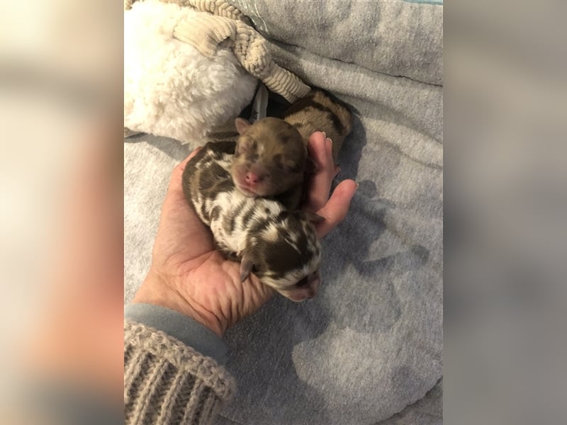 Toy Australian Shepherd erfahrener Deckrüde ASDR 35 cm reine Toy Linie  Australian Shepherd