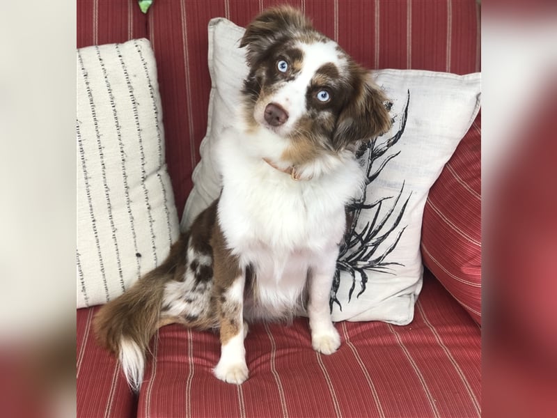 Toy Australian Shepherd erfahrener Deckrüde ASDR 35 cm reine Toy Linie  Australian Shepherd