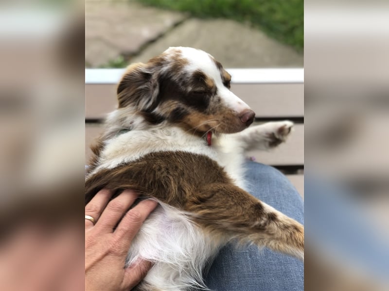 Toy Australian Shepherd erfahrener Deckrüde ASDR 35 cm reine Toy Linie  Australian Shepherd