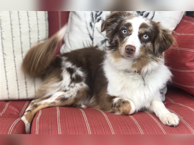 Toy Australian Shepherd erfahrener Deckrüde ASDR 35 cm reine Toy Linie  Australian Shepherd