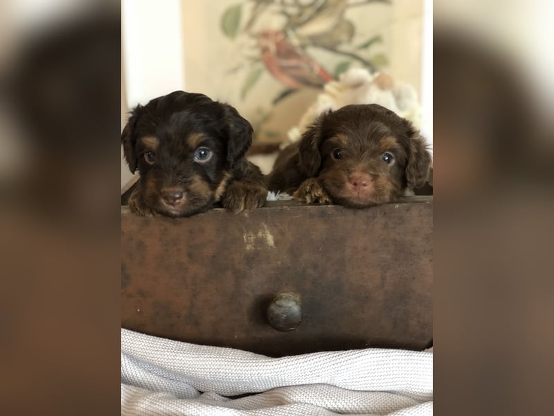 Toy Australian Shepherd erfahrener Deckrüde ASDR 35 cm reine Toy Linie  Australian Shepherd