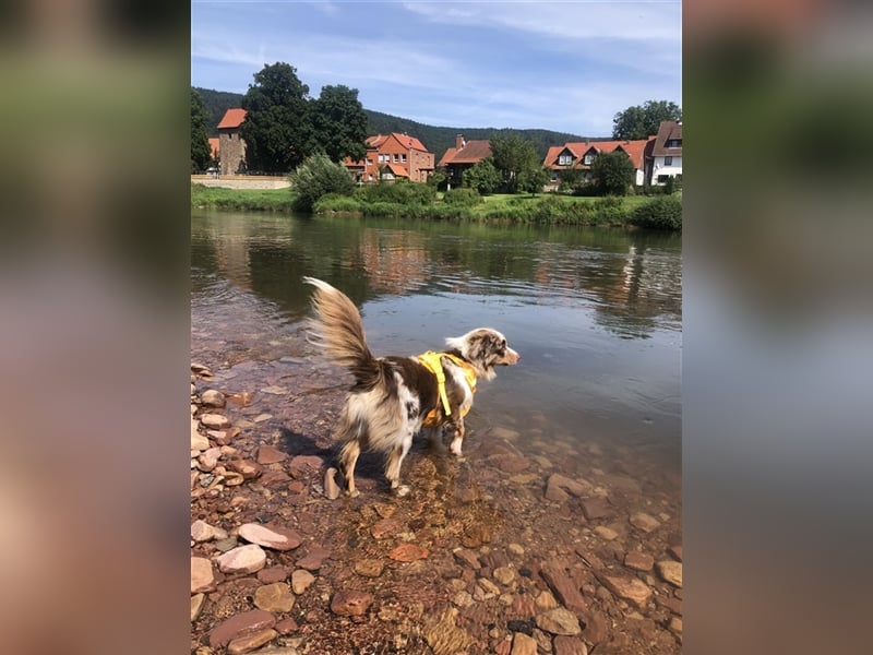 Toy Australian Shepherd erfahrener Deckrüde ASDR 35 cm reine Toy Linie  Australian Shepherd